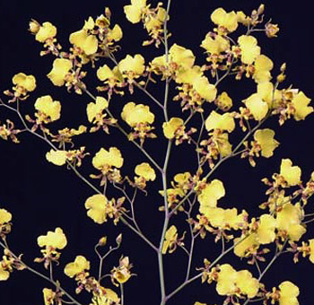Delicate yellow Oncidium orchid blooms on branching stems, perfect for adding a tropical touch to floral arrangements or elegant event décor.