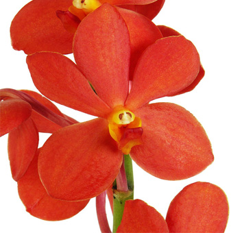Bright Orange Mokara Orchids with vivid petals perfect for bold wedding designs, tropical themes, and premium bulk flower orders.