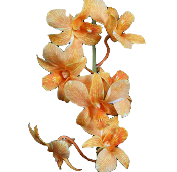 Vibrant dyed orange Dendrobium orchids featuring bold tropical petals ideal for weddings, gifts, and premium floral designs.