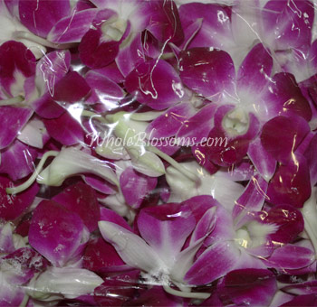 Loose Bombay dendrobium blooms in vibrant hues, perfect for weddings, custom bouquets, and event décor.