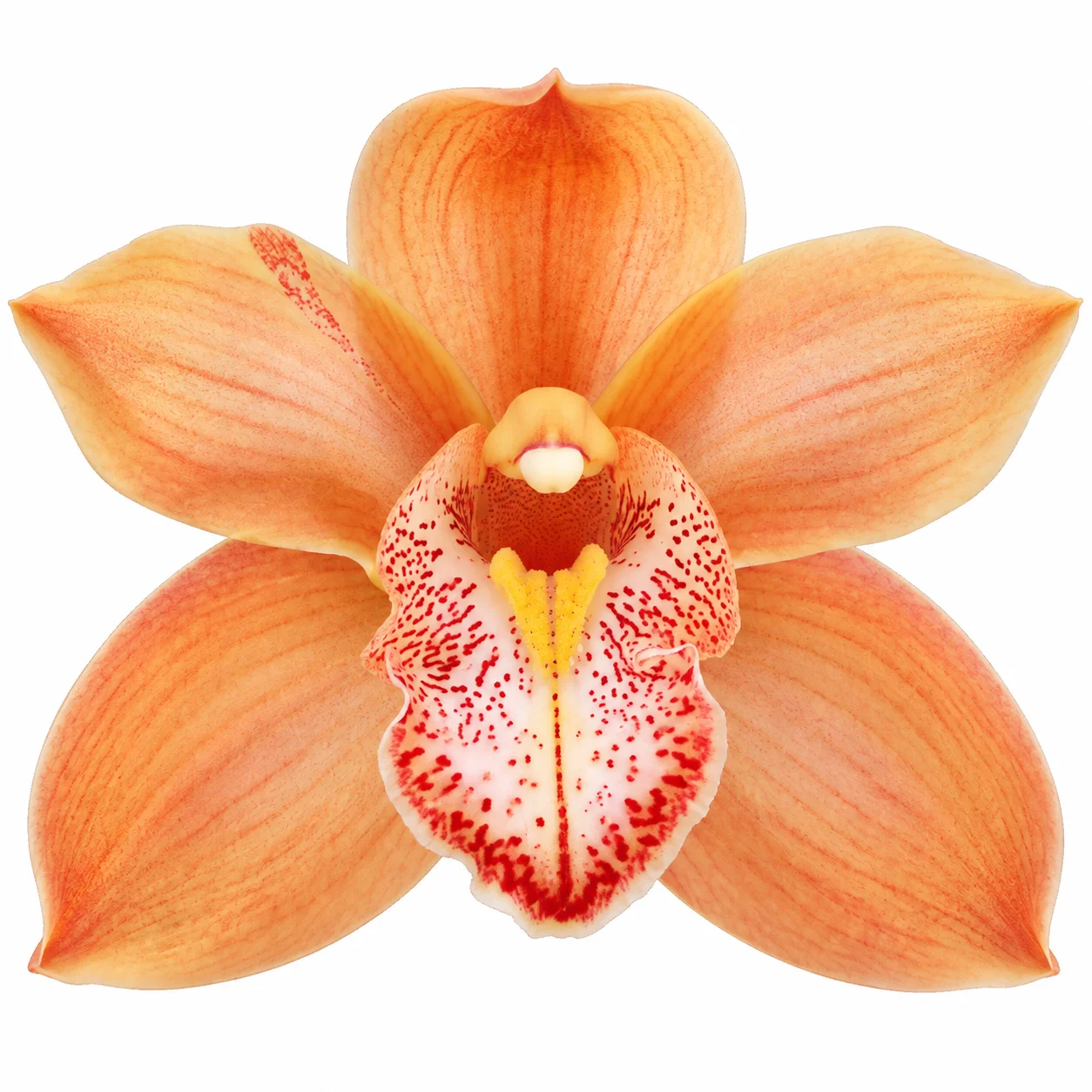Close-up shot of Peach Cymbidium Orchid Clear Lip showcasing soft apricot petals and cream speckled lip