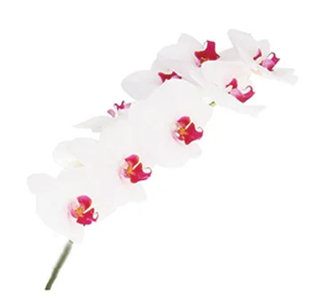Pristine White Phalaenopsis Orchid showcasing timeless grace, pure elegance, and lasting beauty.