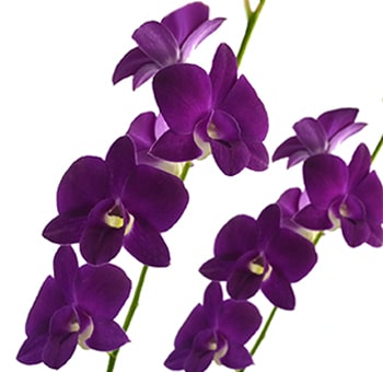 Purple Orchid