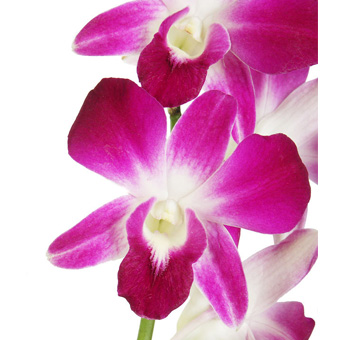 Elegant purple Dendrobium orchid blooms with graceful petals, ideal for weddings, centerpieces, or luxury floral arrangements.