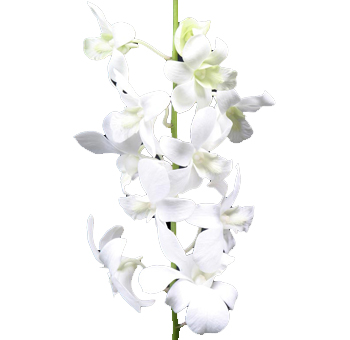 Graceful white Dendrobium orchid blooms with sleek stems, ideal for elegant wedding bouquets, centerpieces, and special gifts.