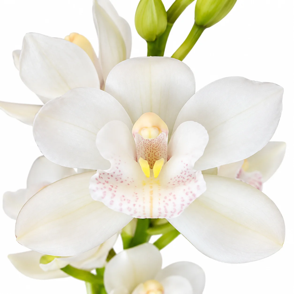 White mini Cymbidium orchids for fresh wedding bouquets, bridal arrangements and sophisticated floral centerpieces