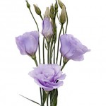 Lavender Lisianthus Flower