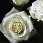 Polar Star White Roses