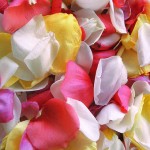 Assorted Rose Petals