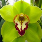 Green Cymbidium Red Lip Orchid