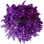 Jumbo Football Mum Tinted Purple Flower