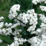 White Statice Filler Flower