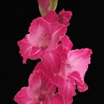 Hot Pink Gladiolus Flower