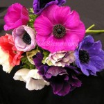 Assorted Anemone Flowers