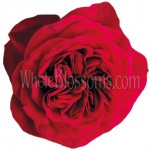 David Austin Darcey Red Garden Rose