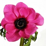 Hot Pink Anemone Flowers