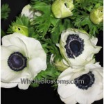 White Anemone Flowers Dark Center