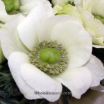 White Anemone Flowers Light Center