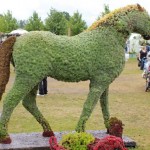 succulent horse