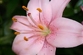 Lilies - Article Pink