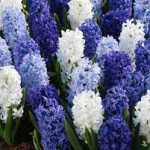 Hyacinth - Title