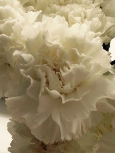 Carnations A - Large Photo