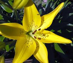 Lilies - Asiatic 1