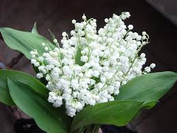 Lily of the Valley - 2