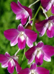 Orchid - Denrobidium
