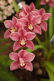 Orchid - Mini Cymbidium