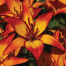 lilies - Asiatic 2