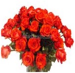 orange_wholesale_roses_7