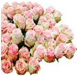 pink_wholesale_roses_3