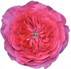 Baronesse Garden Rose