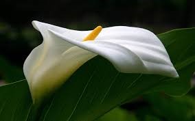 Types of White Flower Calla Lily