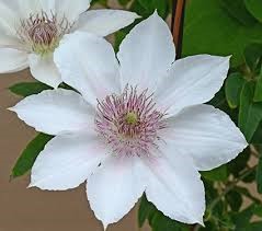 Types of White Flower Clematis