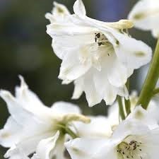 Types of White Flower Delphiniums