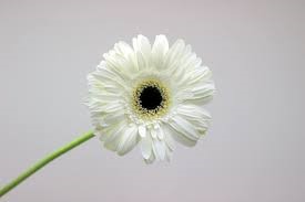 Types of White Flower Gerbera Daisy