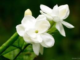 Types of White Flower Jasmine