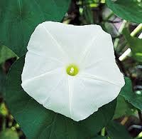 Types of White Flower Moon Flower
