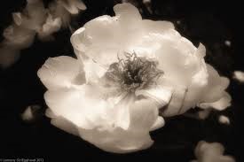 Types of White Flower Peony