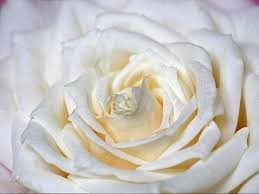 Types of White Flower Rosa