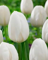 Types of White Flower Tulipa