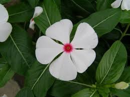 Types of White Flower Vinca