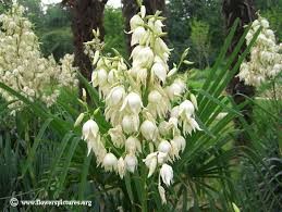 Types of White Flower Yucca