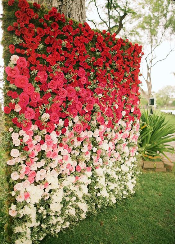 Wall of Roses 