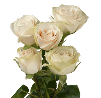 Cream Irishka Spray Rose with creamy soft petals and clustered blooms, perfect for weddings, anniversaries, and elegant floral designs.