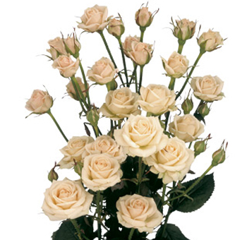 Bunch of cream spray roses featuring multiple blooms per stem with soft, pale petals and lush green leaves, adding a subtle elegance to floral designs.