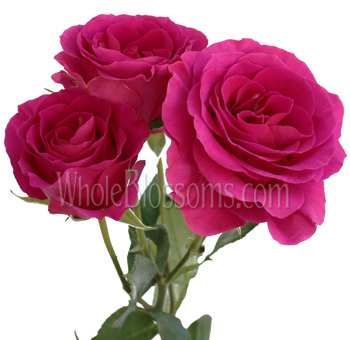 Deep raspberry spray rose with soft elegance, perfect for weddings, floral gifts, and rich centerpieces.