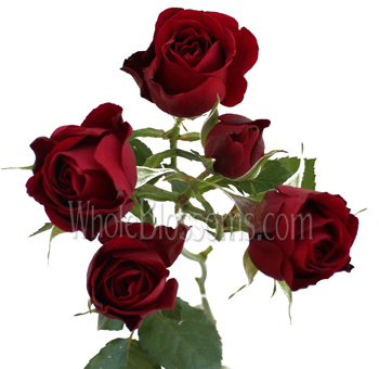 Dark red spray roses bring rich color and romantic charm to weddings, events, and elegant floral arrangements in bulk or wholesale.